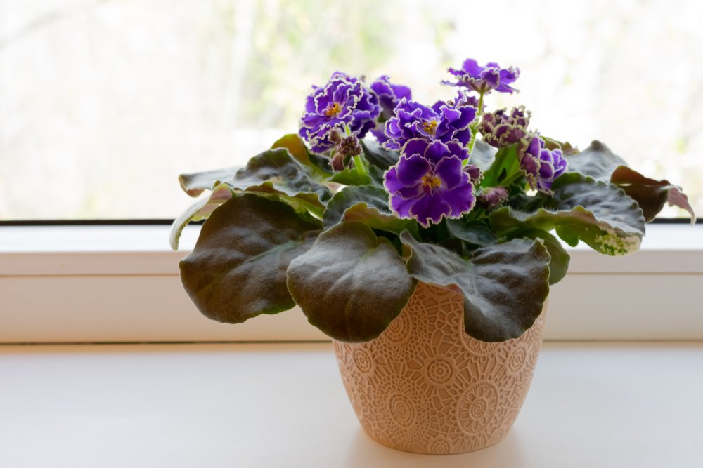 violeta-plantas-apartamento