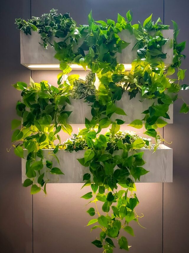 Vertical,Garden,Green,Ivy,In,Wall,Hanging,Wooden,Pots,Or