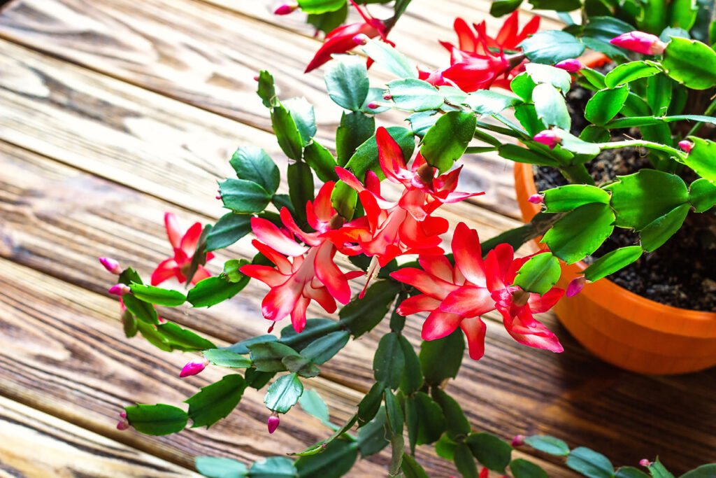 flor de maio vermelha planta vaso mesa madeira