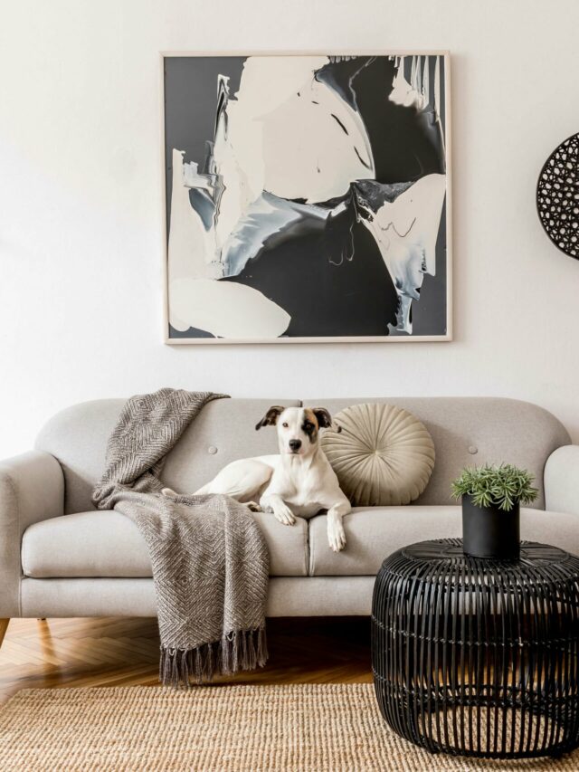 Apartamento decorado com cachorro deitado no sofa