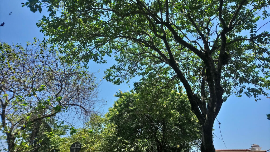 Árvores do Parque Ecológico Profª Lydia Natalizio Diogo, na Vila Prudente